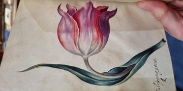 Botanical painting on vellum